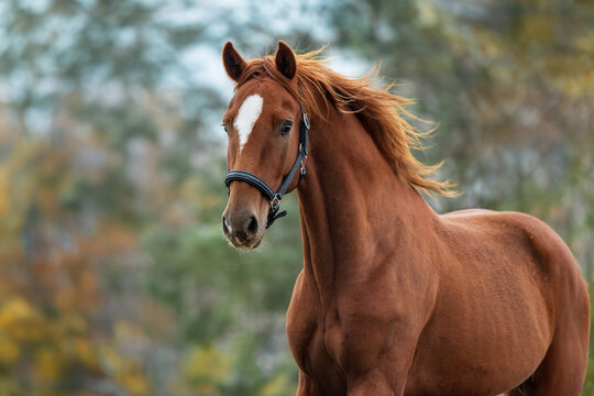 Beautiful horse running in autumn