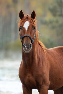 Portrait of beautiful horse in autumn