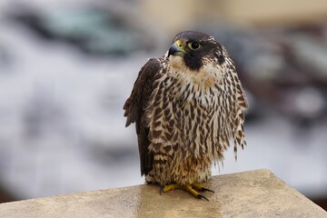 Peregrine falcon.