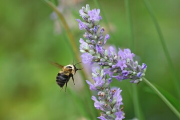 Bumblebee and lavender flower.