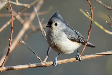 The tufted titmouse (Baeolophus bicolor) is a small songbird from North America.