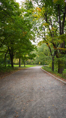 Scenic Forest Road: A Journey Through Nature's Seasons