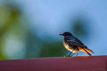 Black redstart bird on the fence