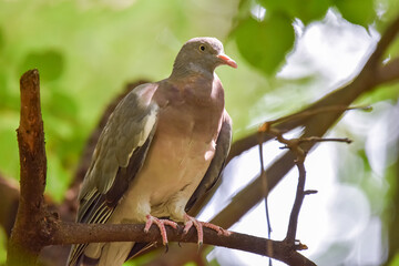Park pigeon dove on the branch in leaves
