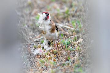 Eurasian goldfinch on the grass picks uo building nest material