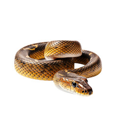 Obraz premium snake isolated on white background. With clipping path.