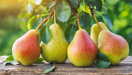 ripe organic cultivar pears in the summer garden