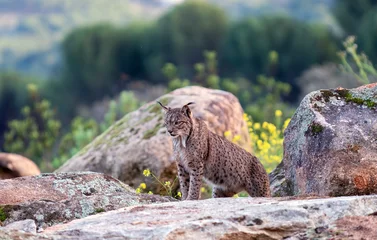 Photo sur Plexiglas Lynx Iberian lynx in the Sierra de Andujar, Spain.