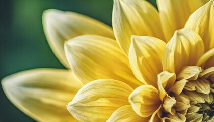 abstract nature pattern of flower petals yellow color natural texture leaf as natural background or backdrop macro texture colored aesthetic photo with veins of petals trend botanical