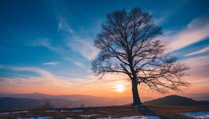 beautiful landscape silhouette of a tree and sunset sky cold season