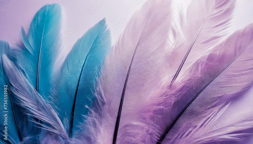 Wall mural beautiful abstract colorful blue and light purple feathers on white background and soft white pink f