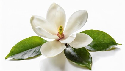 bloomimg white magnolia flower isolated on white background