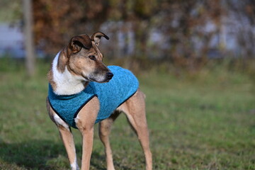 Winterfest. Süßer Mischlingshund mit blauem Mantel in herbstlichen Licht