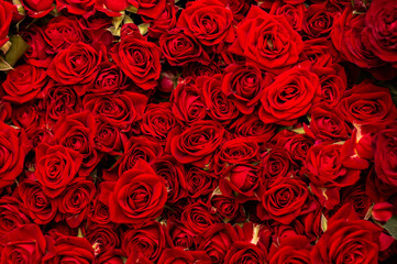 Lots of bright red roses on a black background. Concept of love, women's day. Texture of flowers. Top view