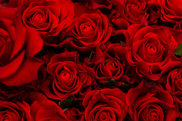 Close-up of many bright red roses on a black background. The concept of love. Texture of flowers. Top view