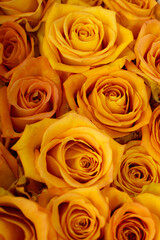 Close-up of yellow blooming roses. The concept of love. Texture of flowers. Vertical photo