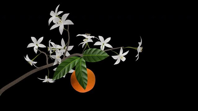 Orange Tree Branch - Flowers and Fruit - Blooming Time Lapse CU - I - Artistic realistic 3D animation isolated on transparent background with alpha channel