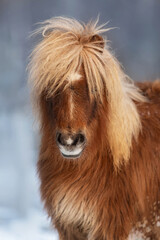 Portrait of miniature shetland breed pony in winter