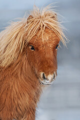 Portrait of miniature shetland breed pony in winter