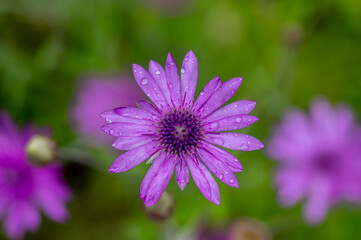 Xeranthemum annuum violet immortelle flowers in bloom, group of flowering plants in the garden