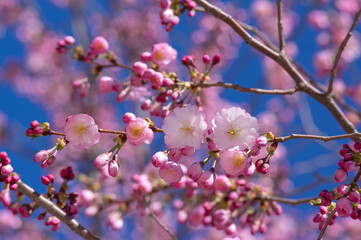 Prunus sargentii accolade sargent cherry flowering tree branches, beautiful groups light pink petal flowers in bloom and buds