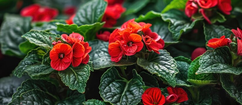 Carpet plant or Episcia with vibrant red blossoms and foliage.