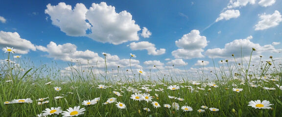 Scenic meadow with daisies under a blue sky filled with fluffy white clouds - obrazy, fototapety, plakaty