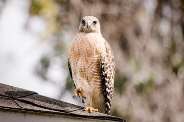 Beautiful red-shouldered hawk