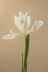 white irises on a beige background