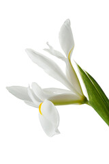 white iris flowers on a white background