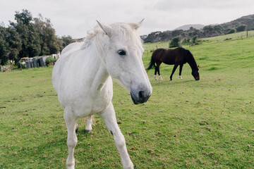 Aerial: Whaite horse grazing on farmland. Helensville, Auckland, new Zealand.