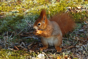 Naklejka na ściany i meble Red squirrel, Sciurus vulgaris sitting under the tree and eating hazelnut in the freezing sunny winter day in the woods at the Stromovka park, Prague, Czech Republic.