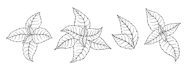 A set of sketches and coloring pages of mint leaves.Vector graphics. © Катерина Якубович