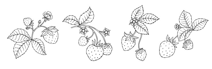 A set of sketches and coloring pages of blooming, summer strawberries. Vector graphics.