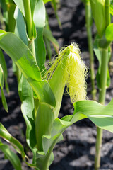 Fototapeta premium Baby corn fruit on tree. Corn field