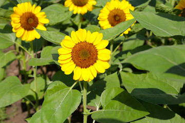 Blooming sunflower fields. Beautiful yellow flower