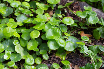 Gotu kola or centella asiatica. Green leaves of herb plant in the garden