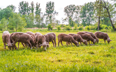 Sheep eating grass on a warm summer day