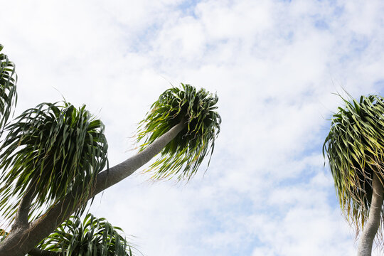 Ponytail tree against blue sky