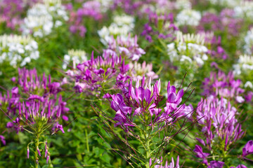 Cleome spinosa flower in the park