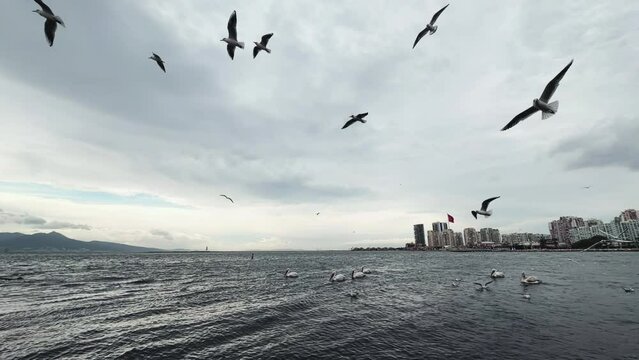 Flying Animal Bird Seagulls
