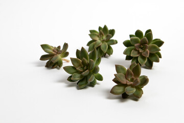 Small ghost plants succulents on a white background
