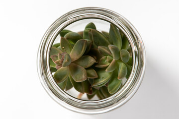Succulent plant in a glass jar