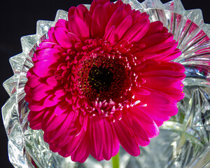 Pink Gerber Daisy in crystal vase