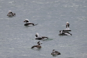 Longtail ducks breeding season