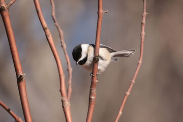Chickadee on dogwood