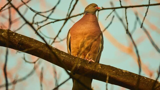 Common wood pigeon (Columba palumbus, culver) is large species in dove and pigeon family. It belongs to genus Columba and, like all pigeons and doves, belongs to family Columbidae.