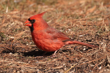 Male Northern Cardinal in winter