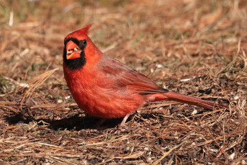 Male Northern Cardinal in winter