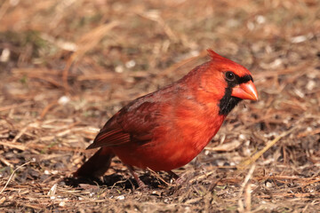 Male Northern Cardinal in winter
